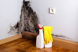 Best Mold Damage Restoration  in Hlside, IL